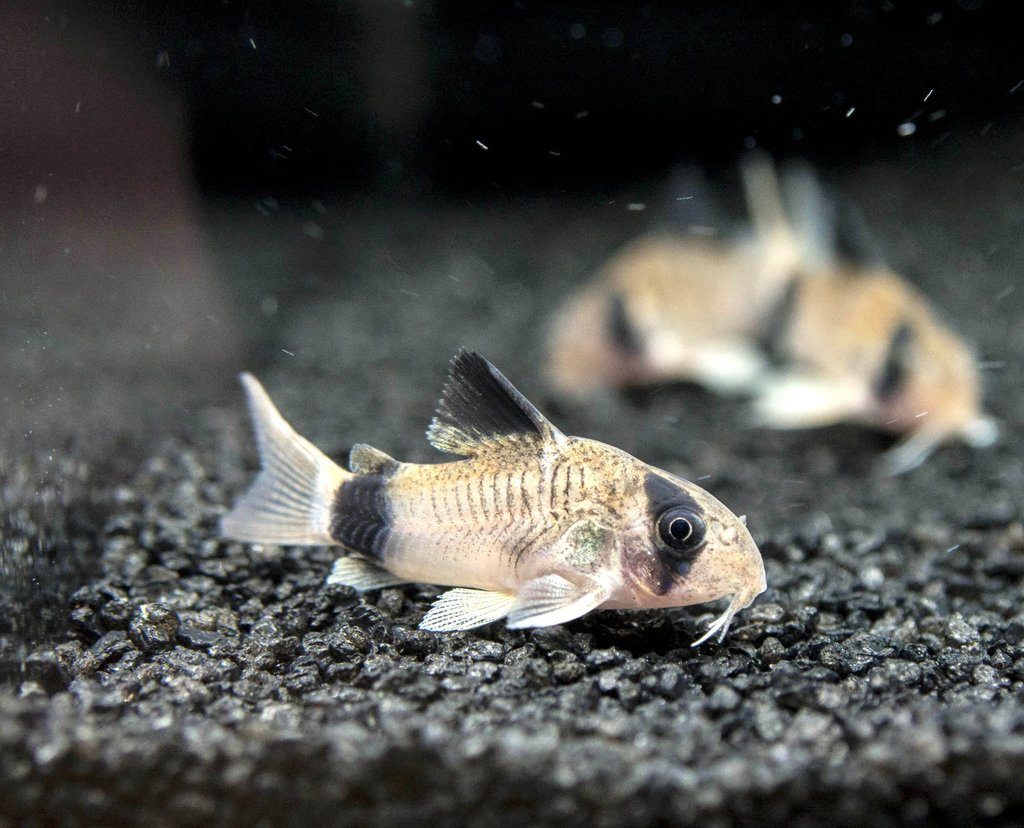 Corydoras catfish
