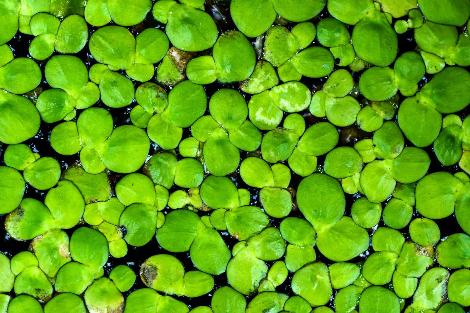 Duckweed image